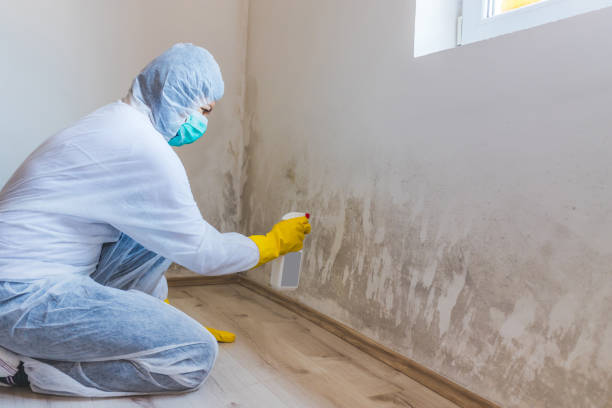 Certified Mold Removal in Marietta, OK