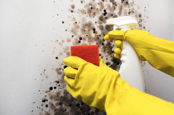 Best Affordable Mold Removal  in Marietta, OK
