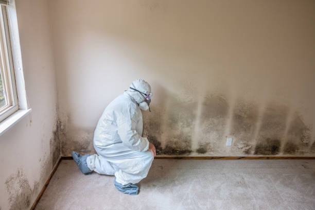 Best Certified Mold Removal  in Marietta, OK
